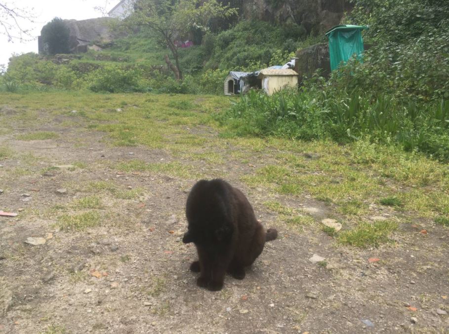 Man goes on hike and discovers secret cat village (Gallery)