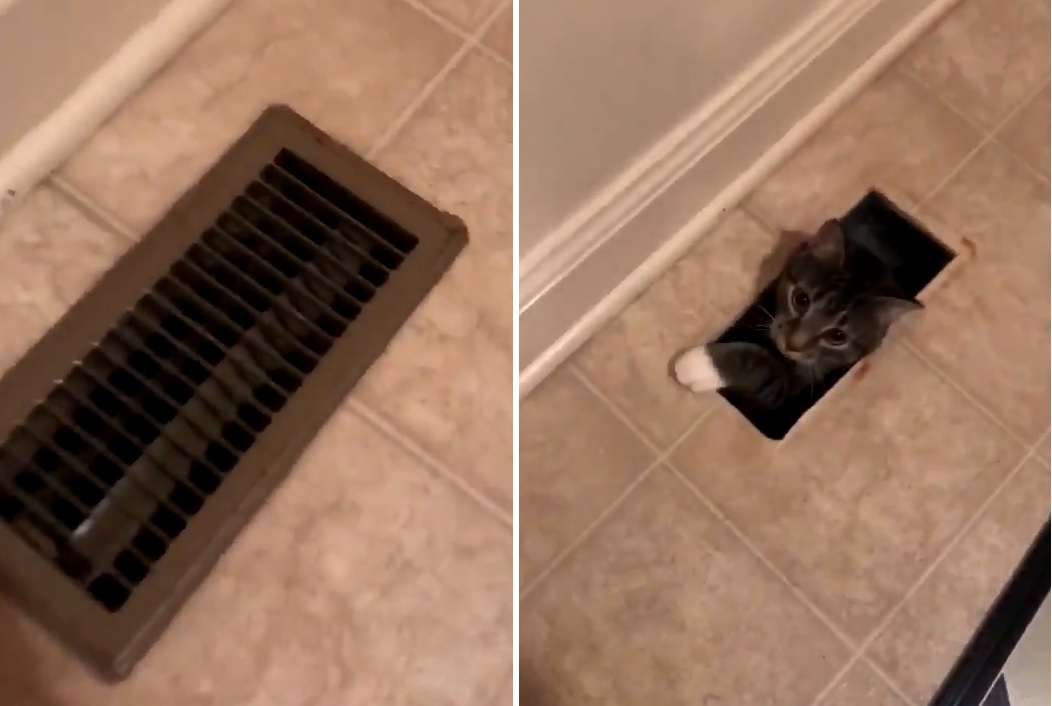 cat pictures
