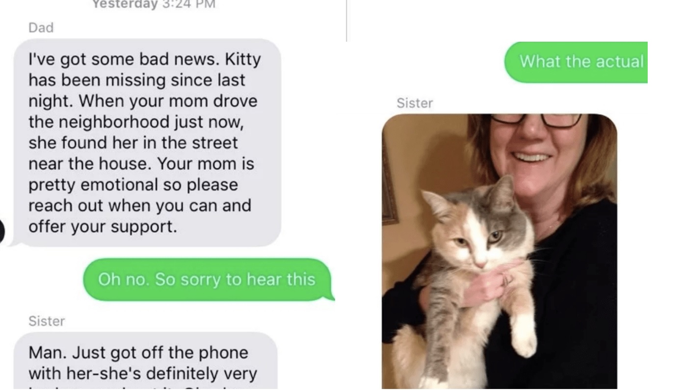 cat videos
