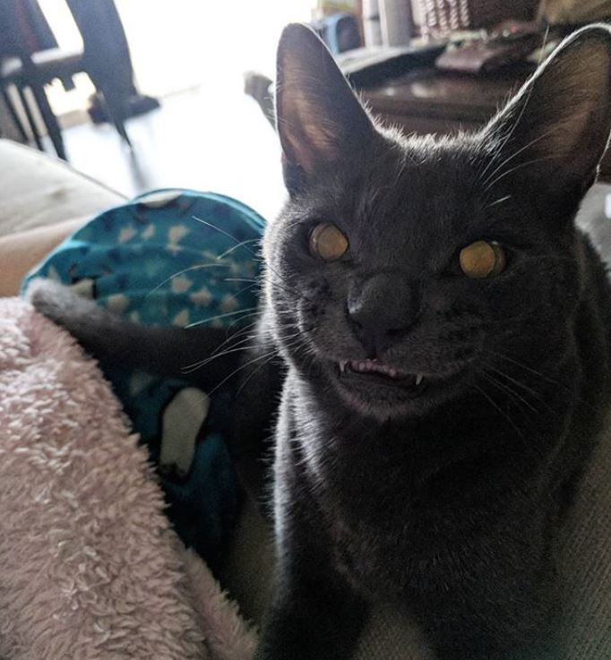 creepy smiling cat