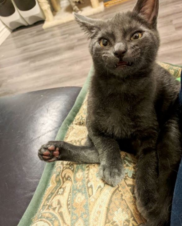 Kitty has a permanent creepy smile and you'll love it (Gallery)