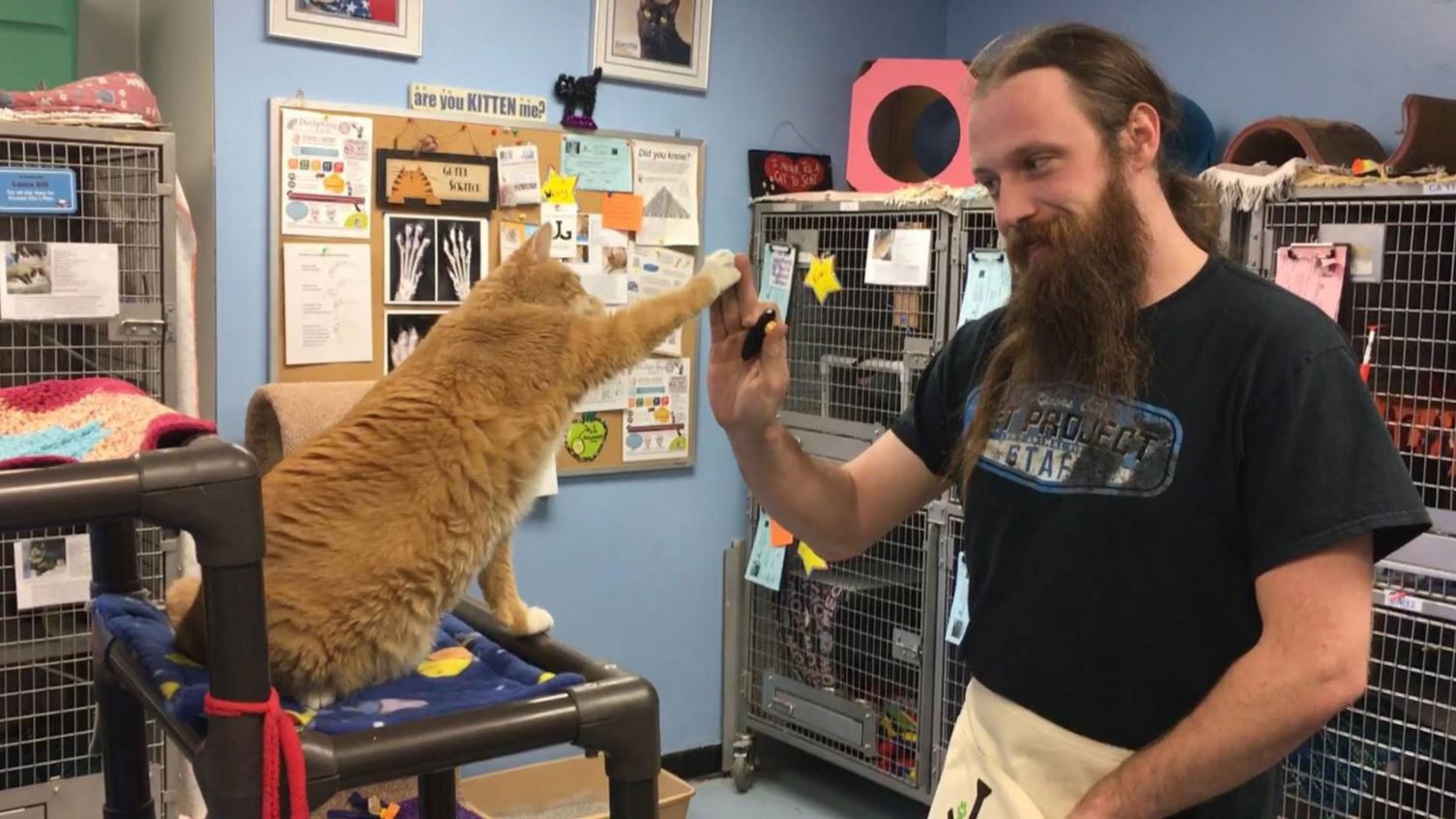shelters teach cats high fives to make them more adoptable 