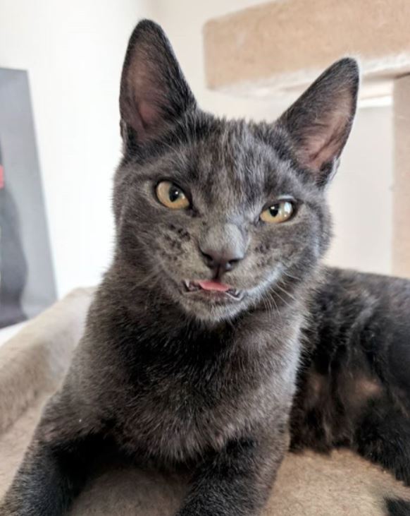 kitten overbite cat smile creepy kitty smiling wolfie smiles meet cheese sleep instagram permanent ll doctors putting recommended recovery incredible