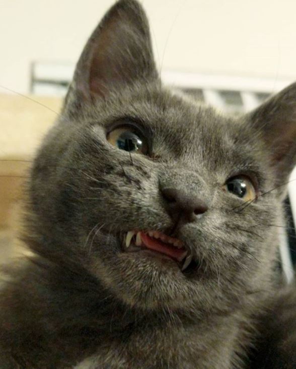 Smiling Cat