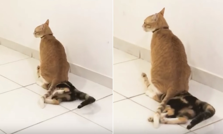 cat videos