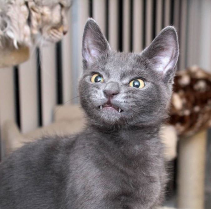 Kitty has a permanent creepy smile and you'll love it 