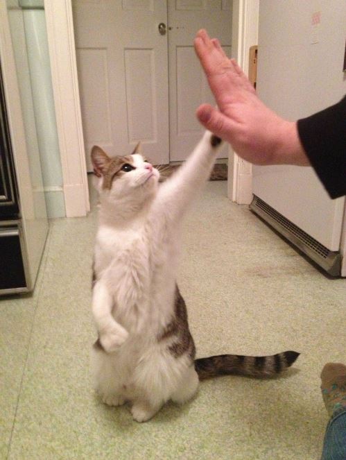 shelters teach cats how to high five to make them more adoptable 2