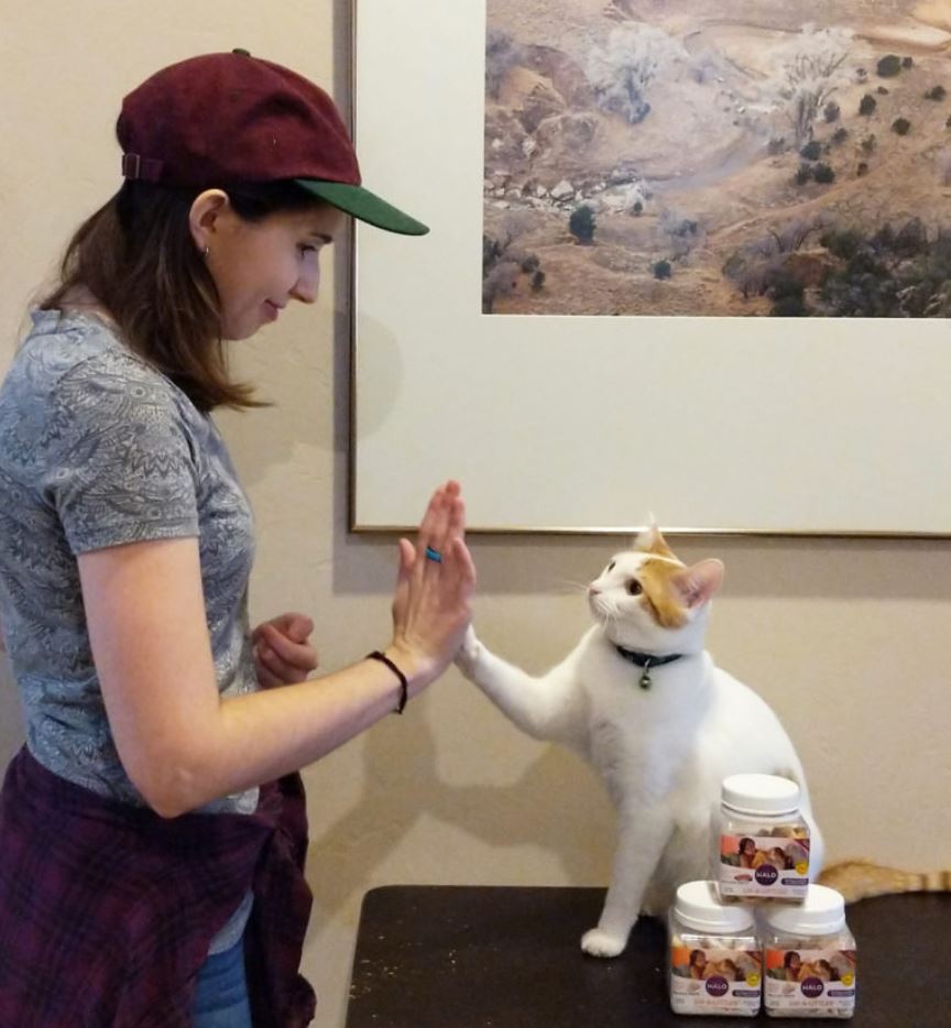 Animal Shelters Across The U S Are Teaching Cats How To High Five