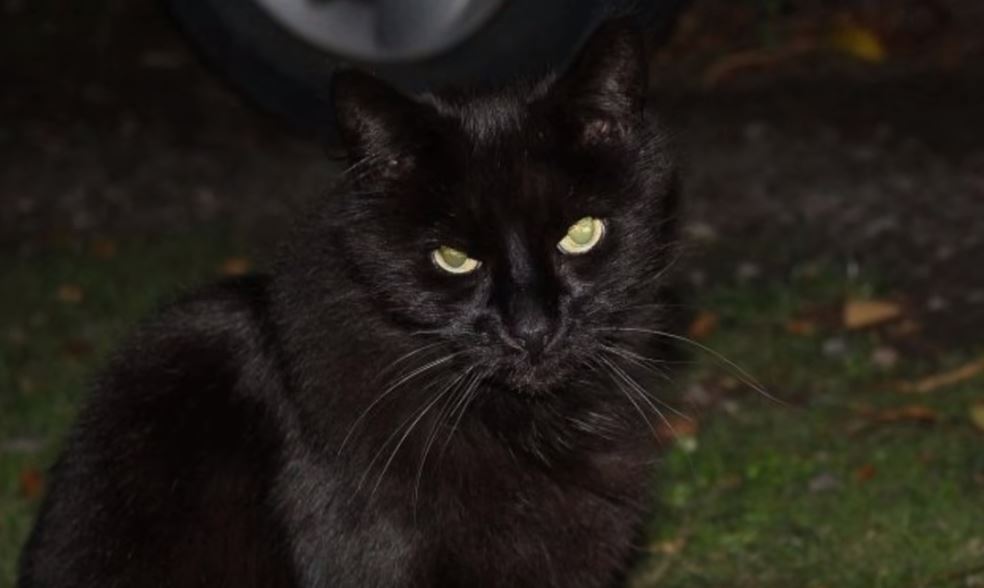 Mom Heard Her Cat Howling Into The Baby Monitor And That Saved Her Baby S Life
