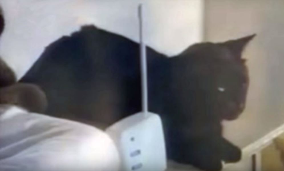 midnight the cat saves babys life by screaming into baby monitor
