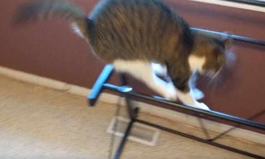 cat jumps on desk 4