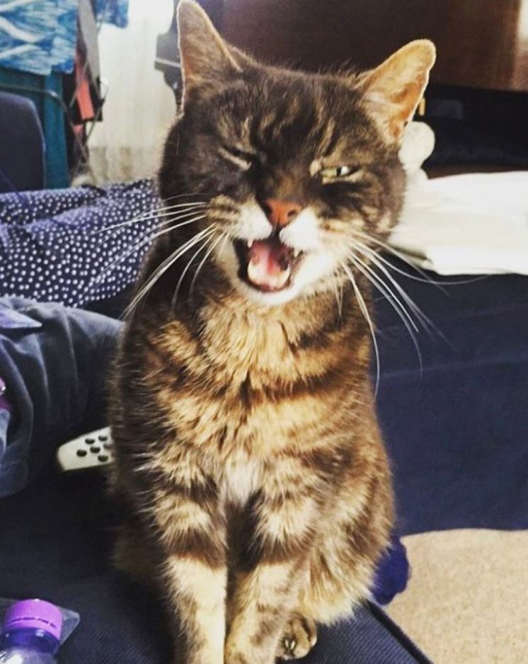 Ex-boyfriend gets replaced by cat in family photos