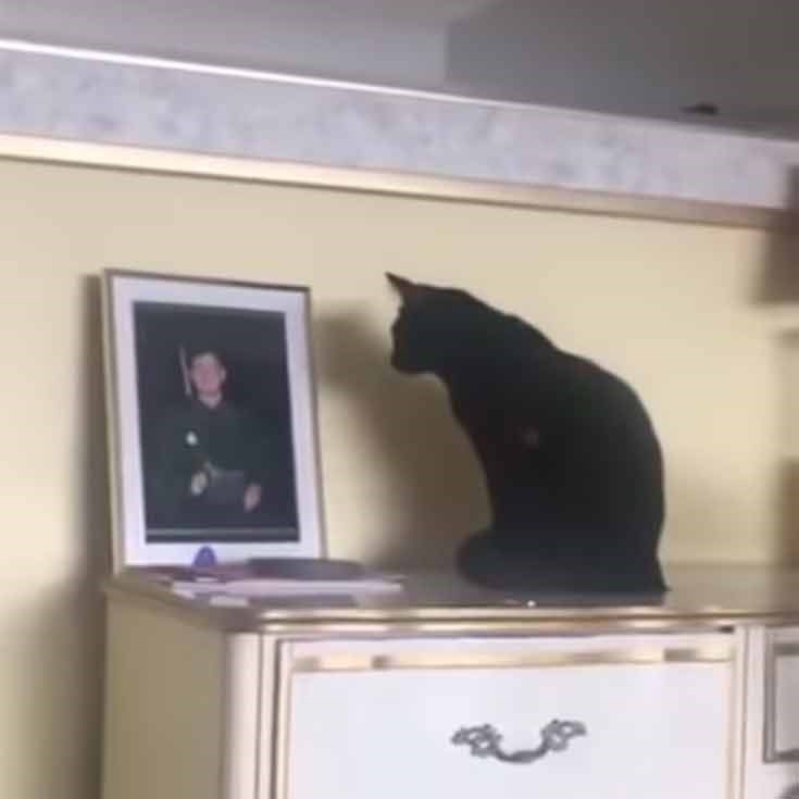cat videos