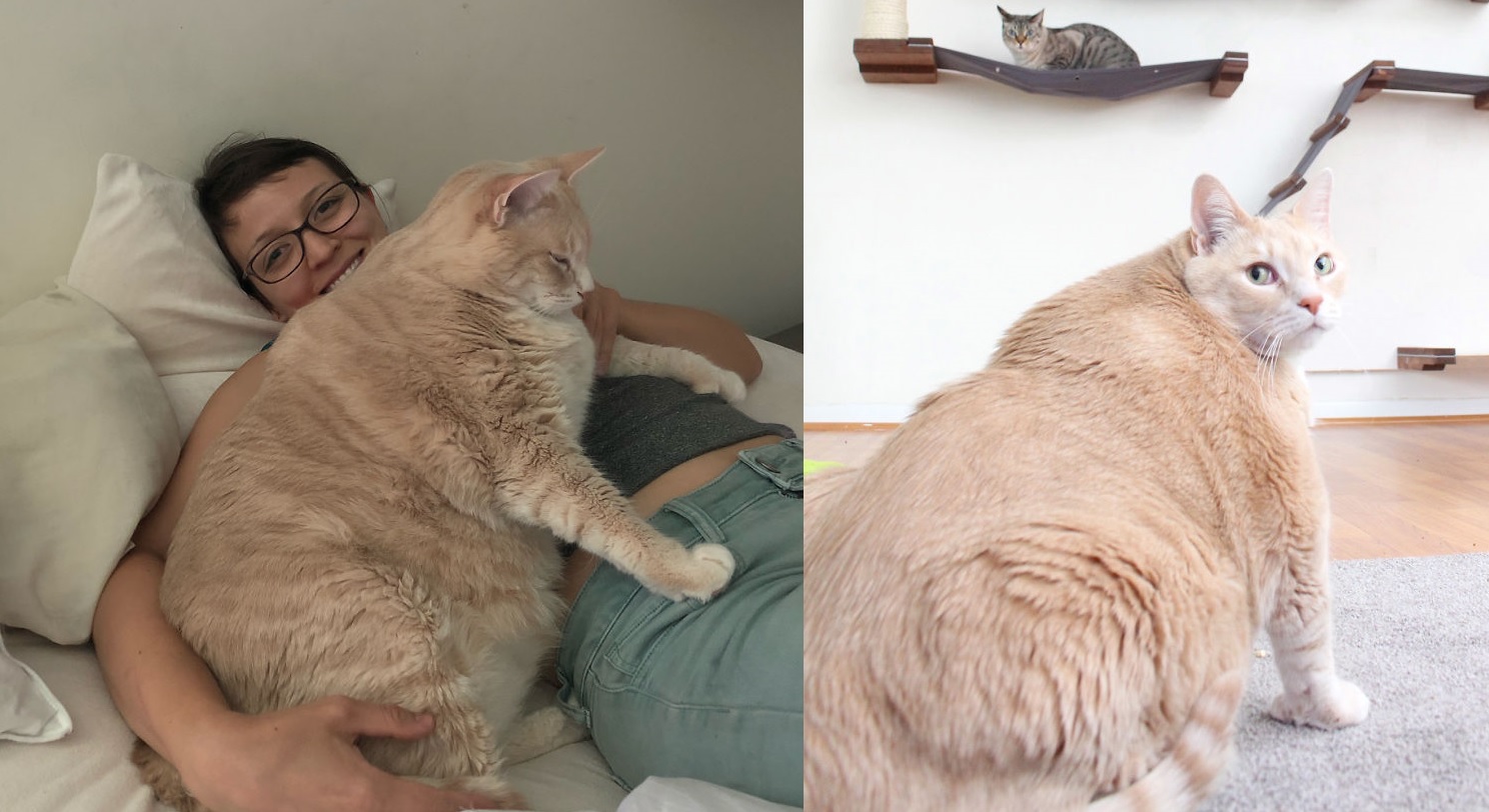 cat pictures