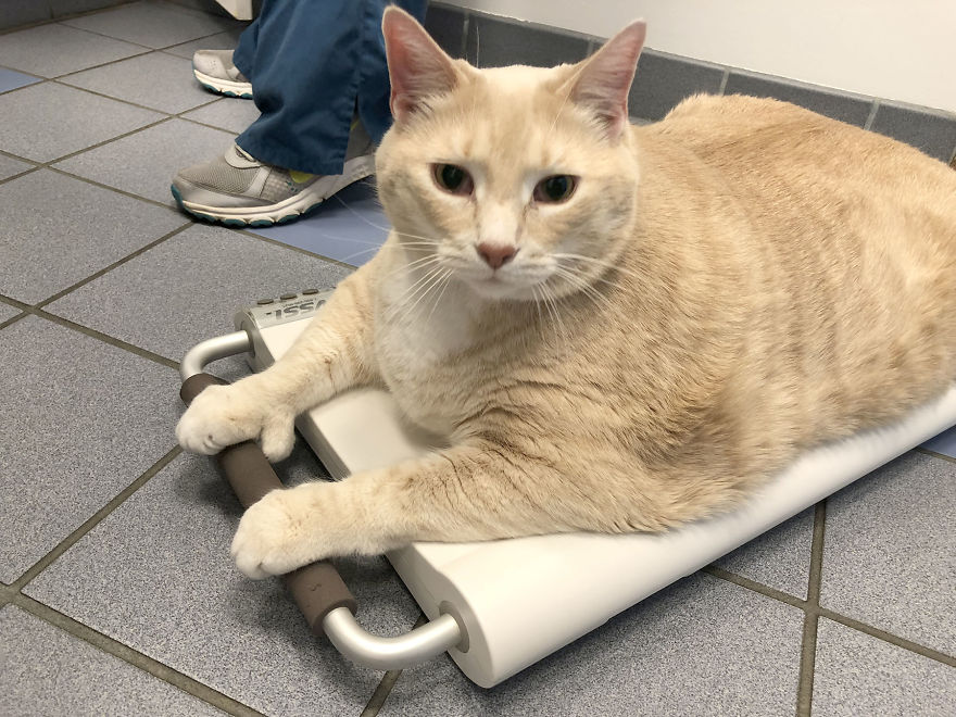 33 pound cat adopted 6