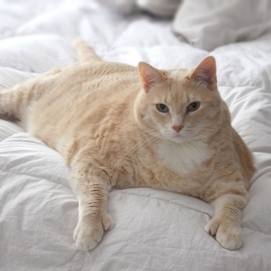 33 pound cat adopted 8