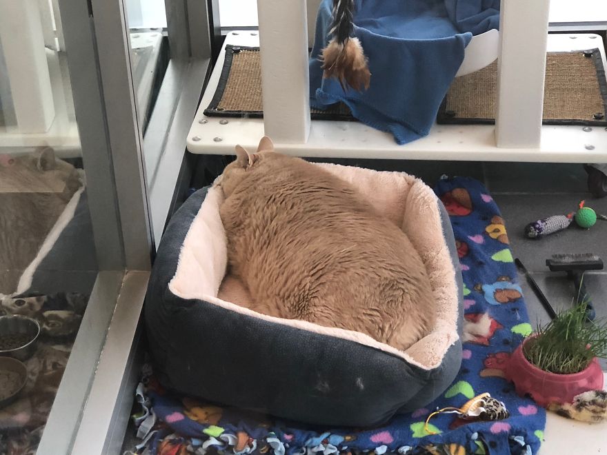 33 pound cat adopted 5