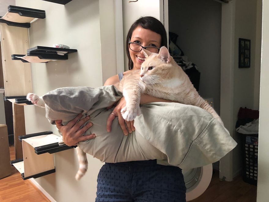 33 pound cat adopted 13