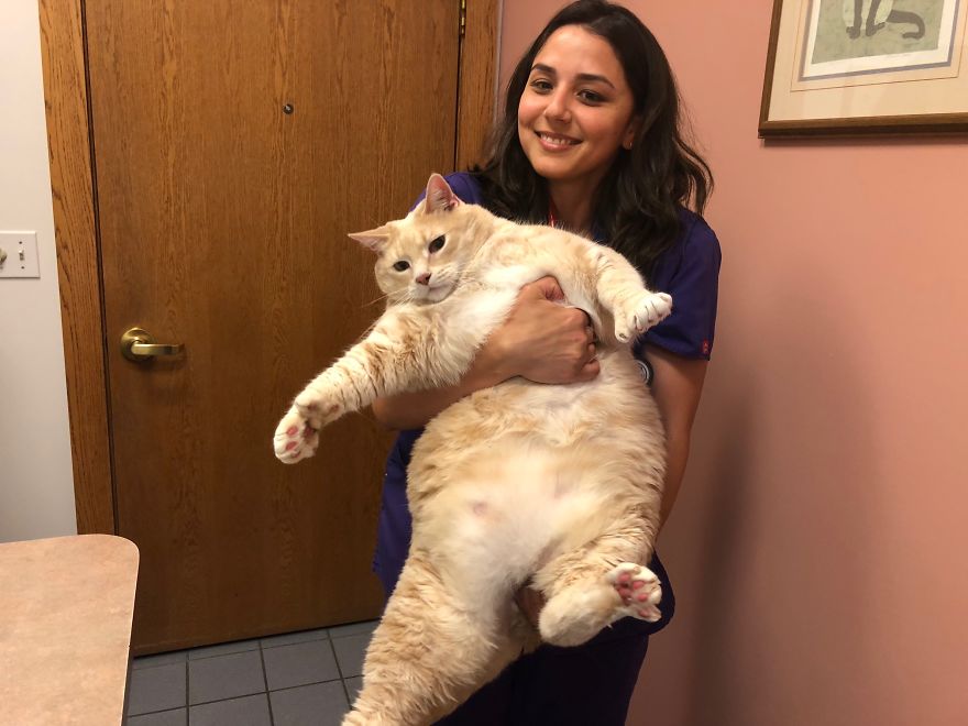 33 pound cat 9