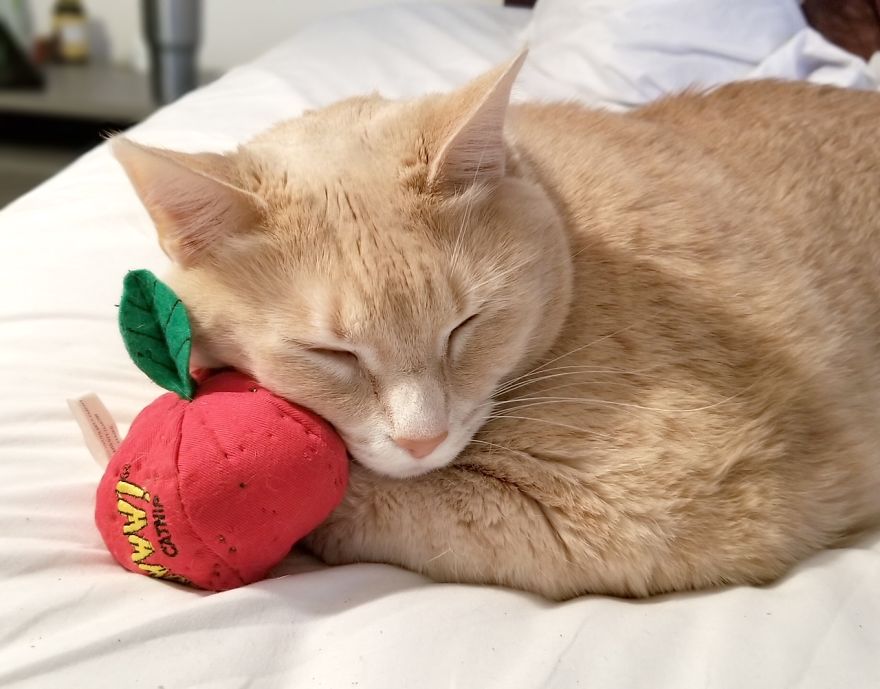 Couple falls in love and adopts 33 pound cat, dedicating their time to