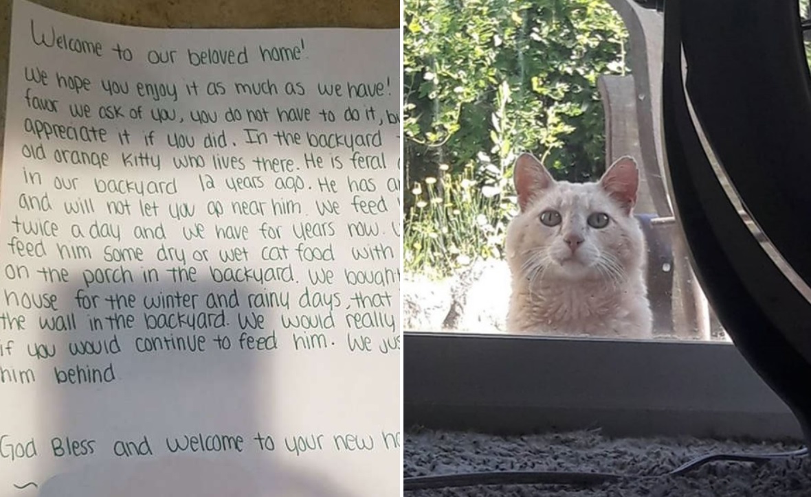 cat pictures