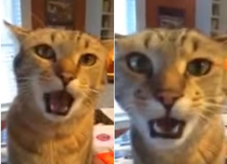 cat videos