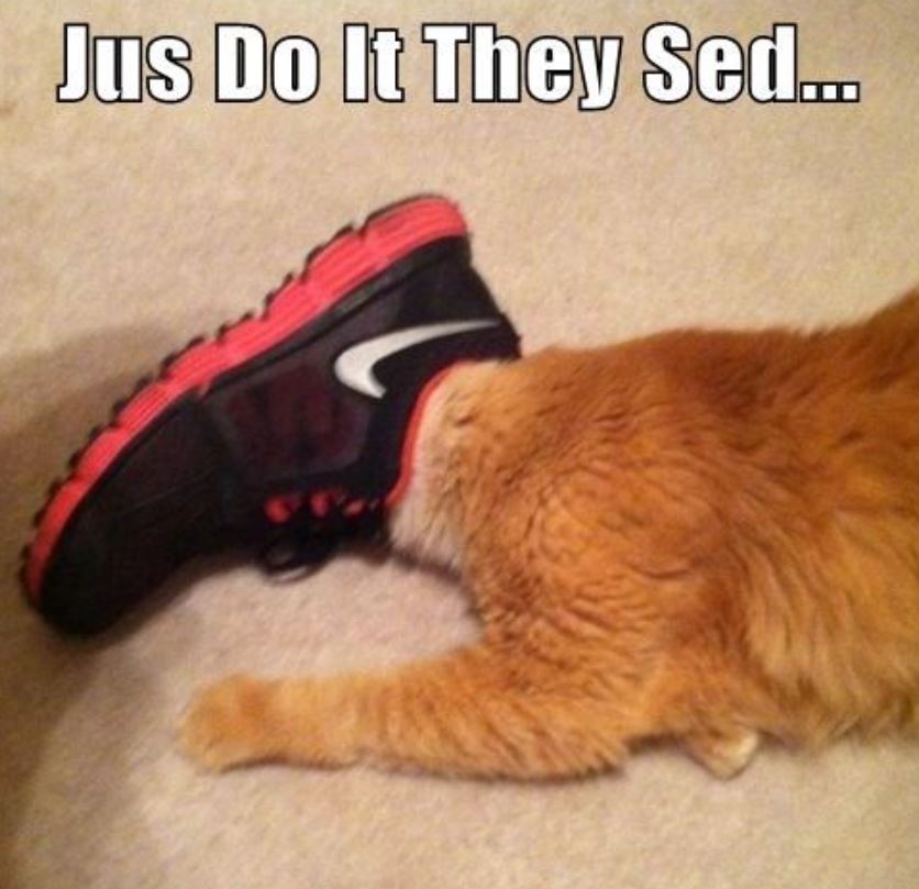 Cat Humor #6