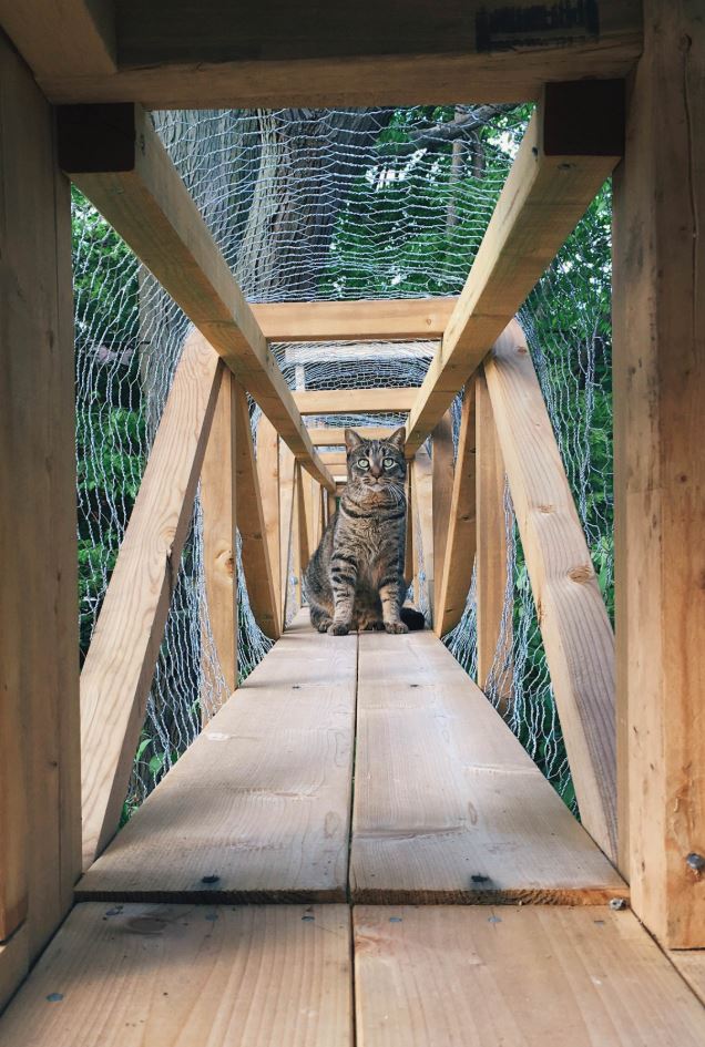 He made his indoor cats a tower bridge tree house so they could safely