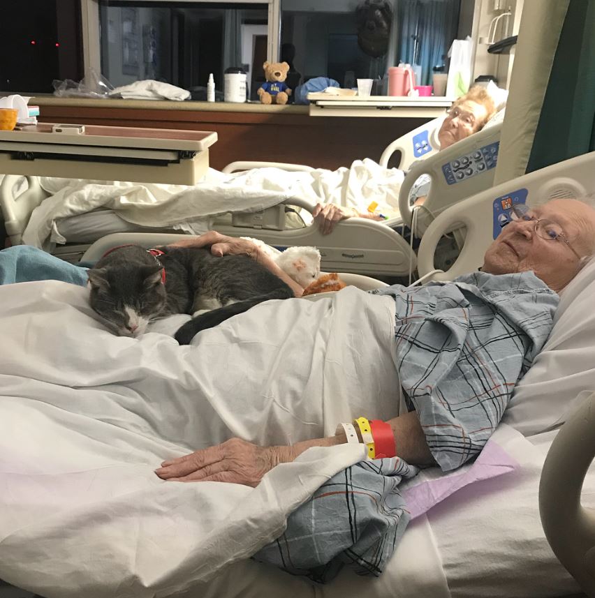 Blind cat keeps his beloved human company during her radiation