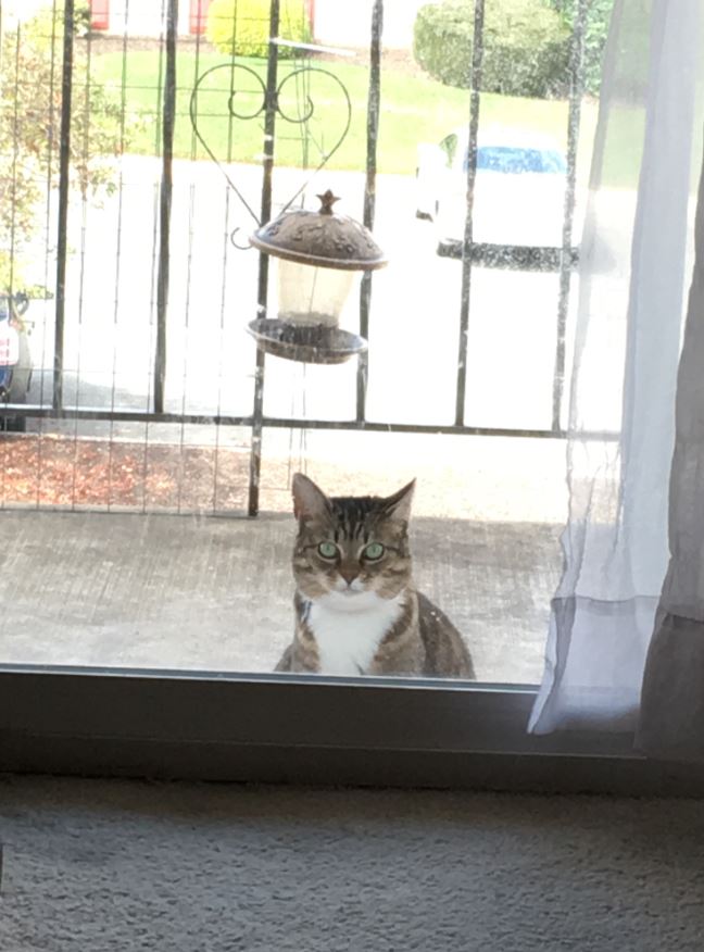 minnie let me in iizcat