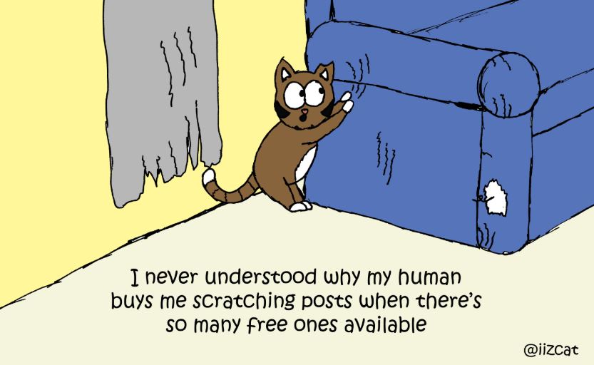 cat pictures