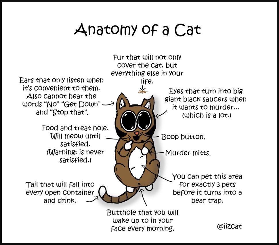 anatomy of a cat comic