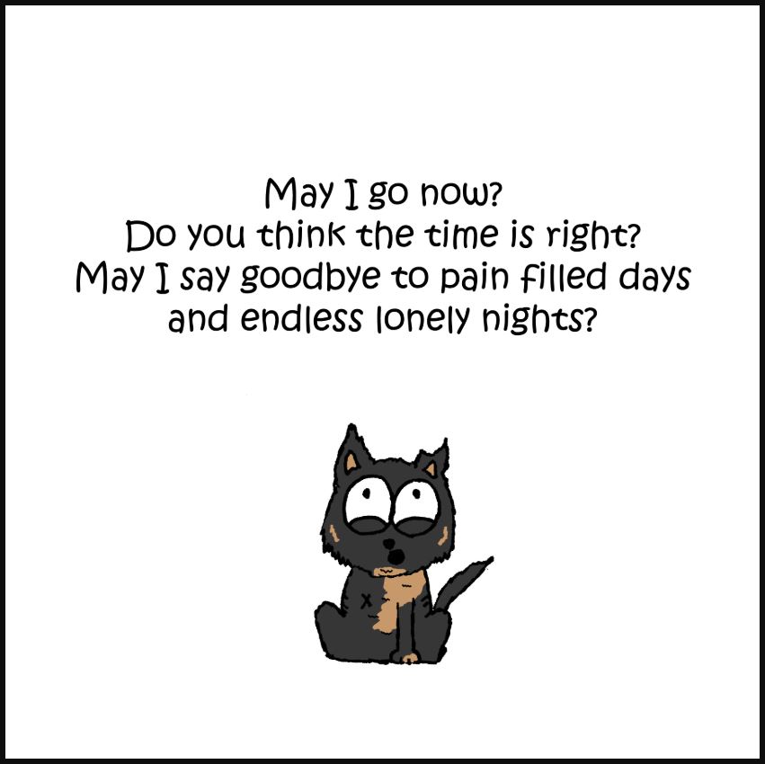 cat pictures