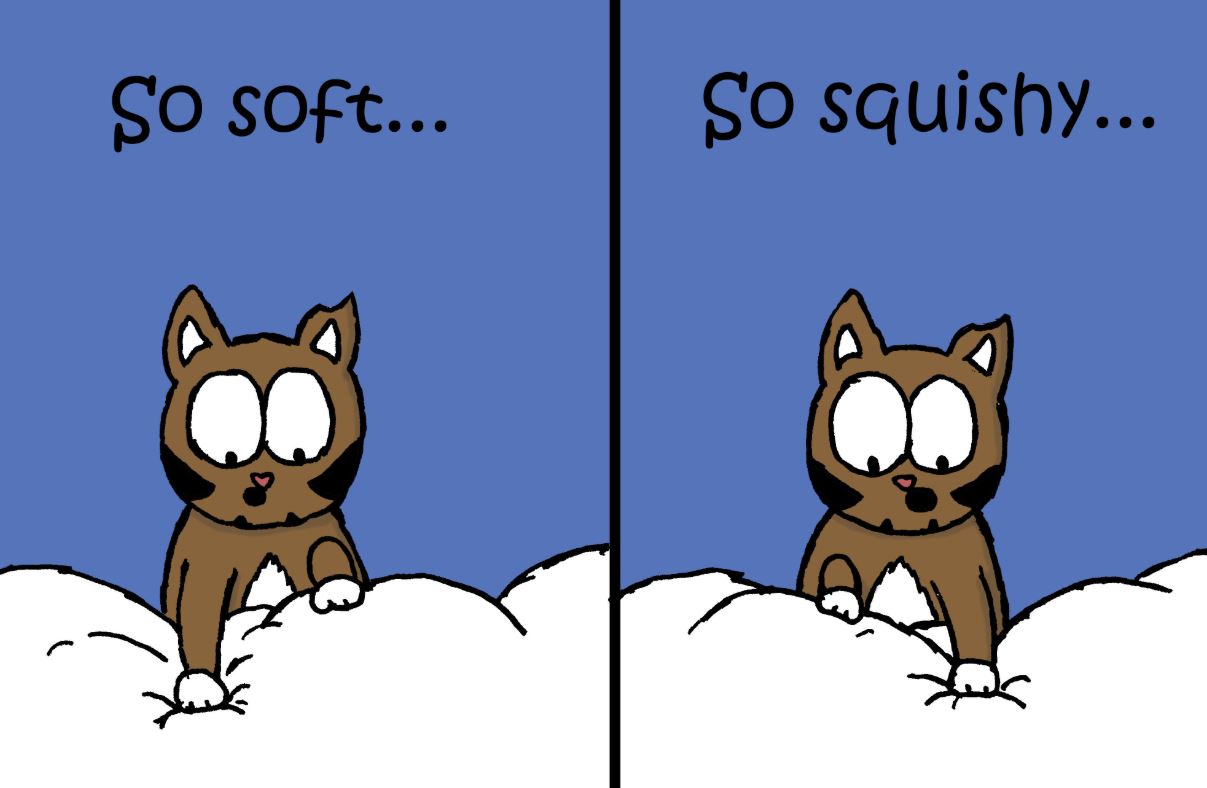 cat pictures