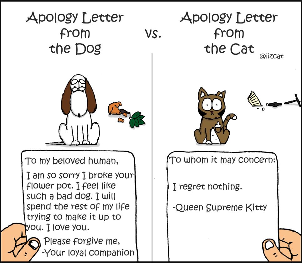 apology letter from the dog vs the cat