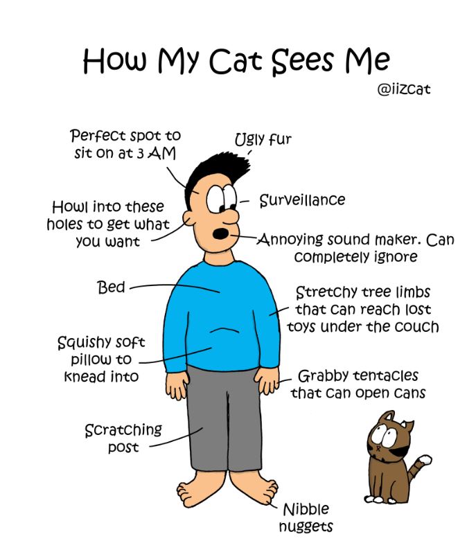 how my cat sees me