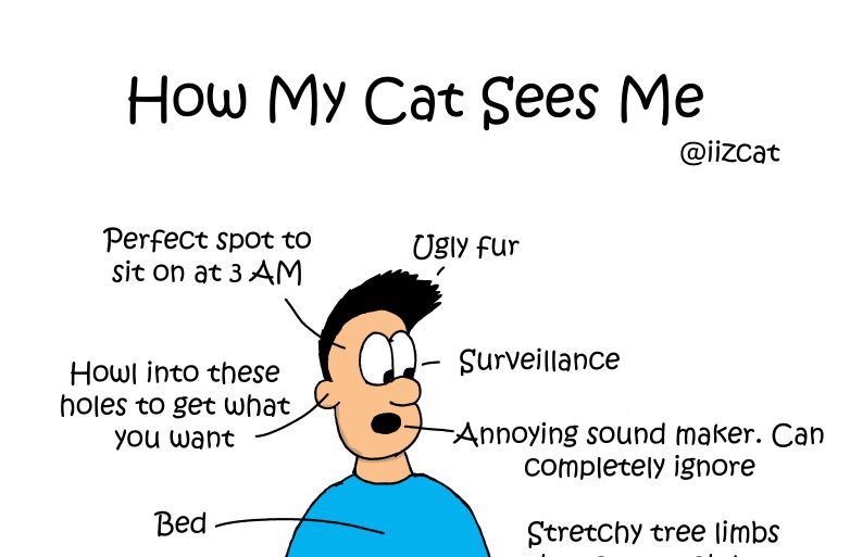 cat pictures