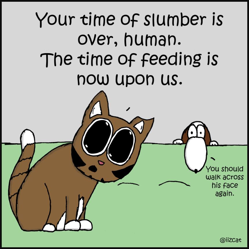 cat pictures