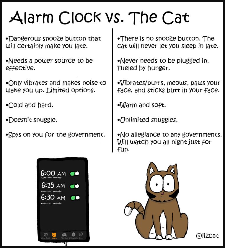 cat vs alarm clock