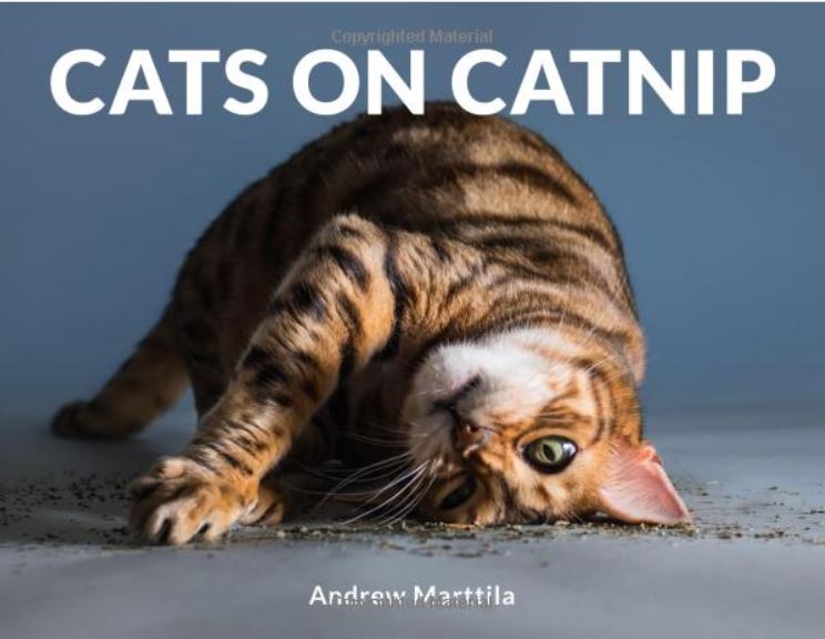 cats on catnip