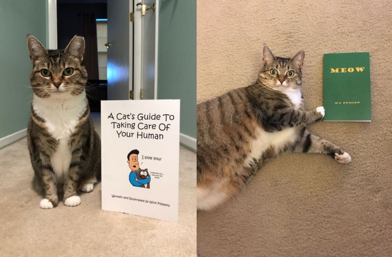 cat pictures