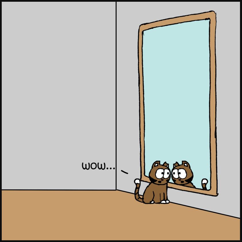 cat pictures