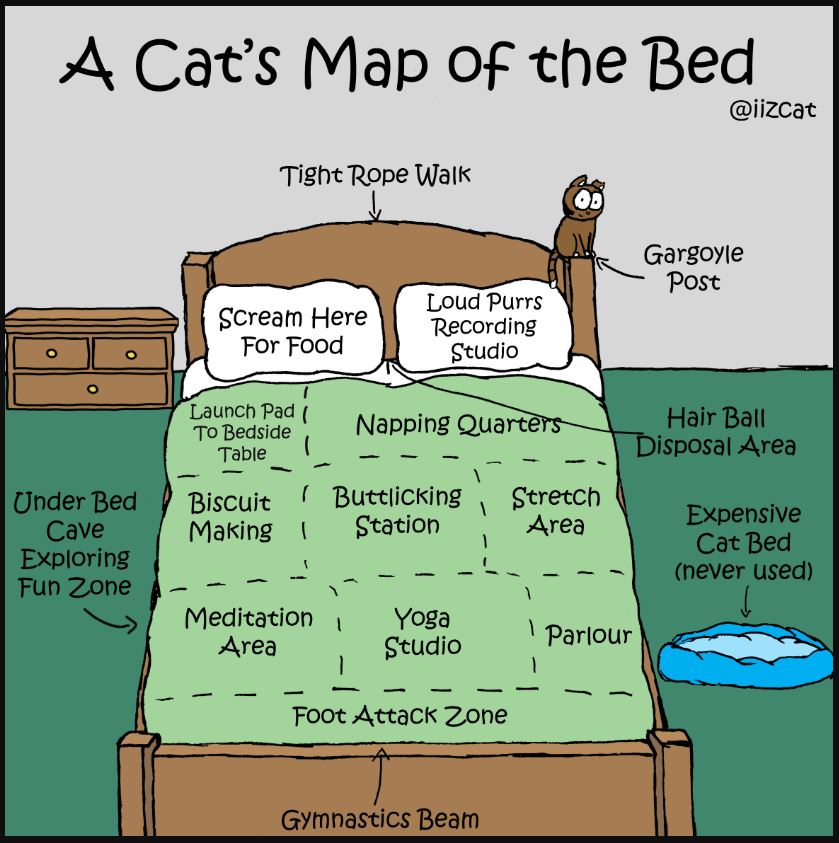 cats map of the bed