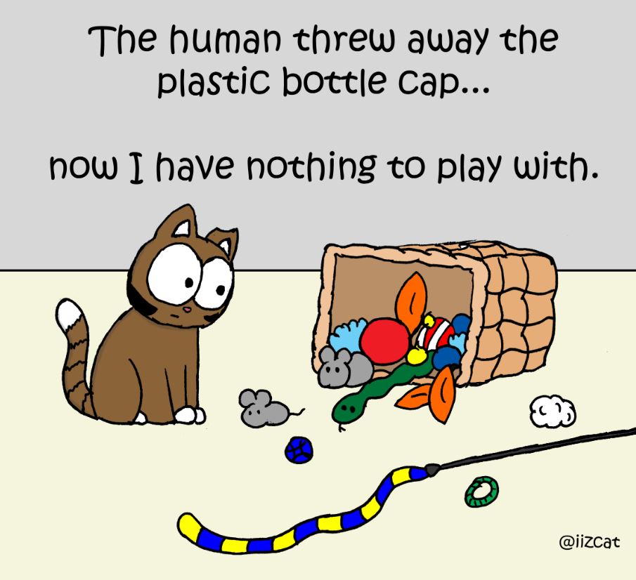 cat pictures