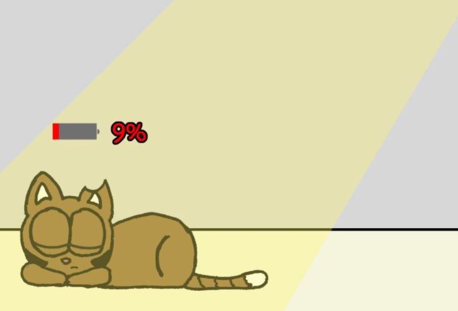 cat pictures