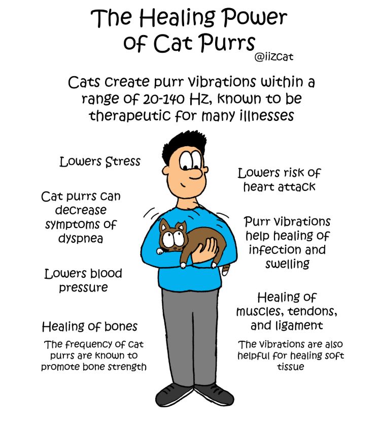 healing power of cat purrs
