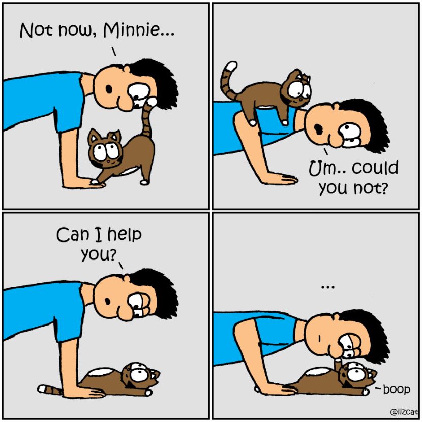 cat pictures