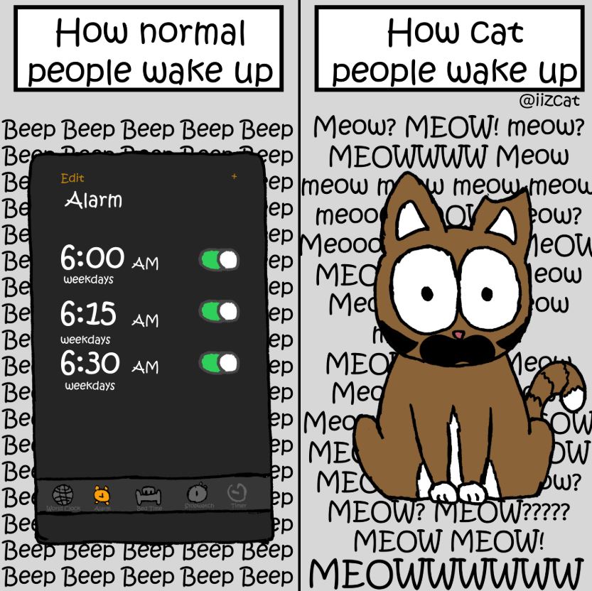 how normal people wake up vs how cat people wake up