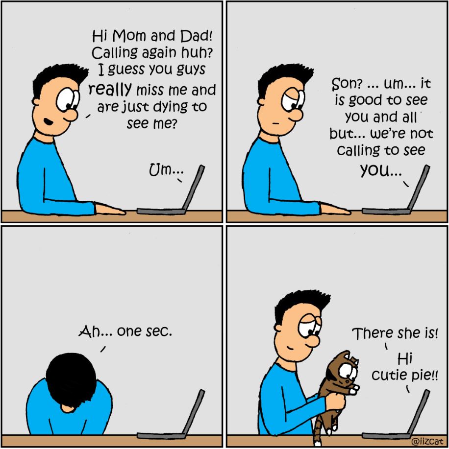 cat pictures