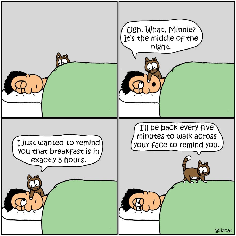cat pictures